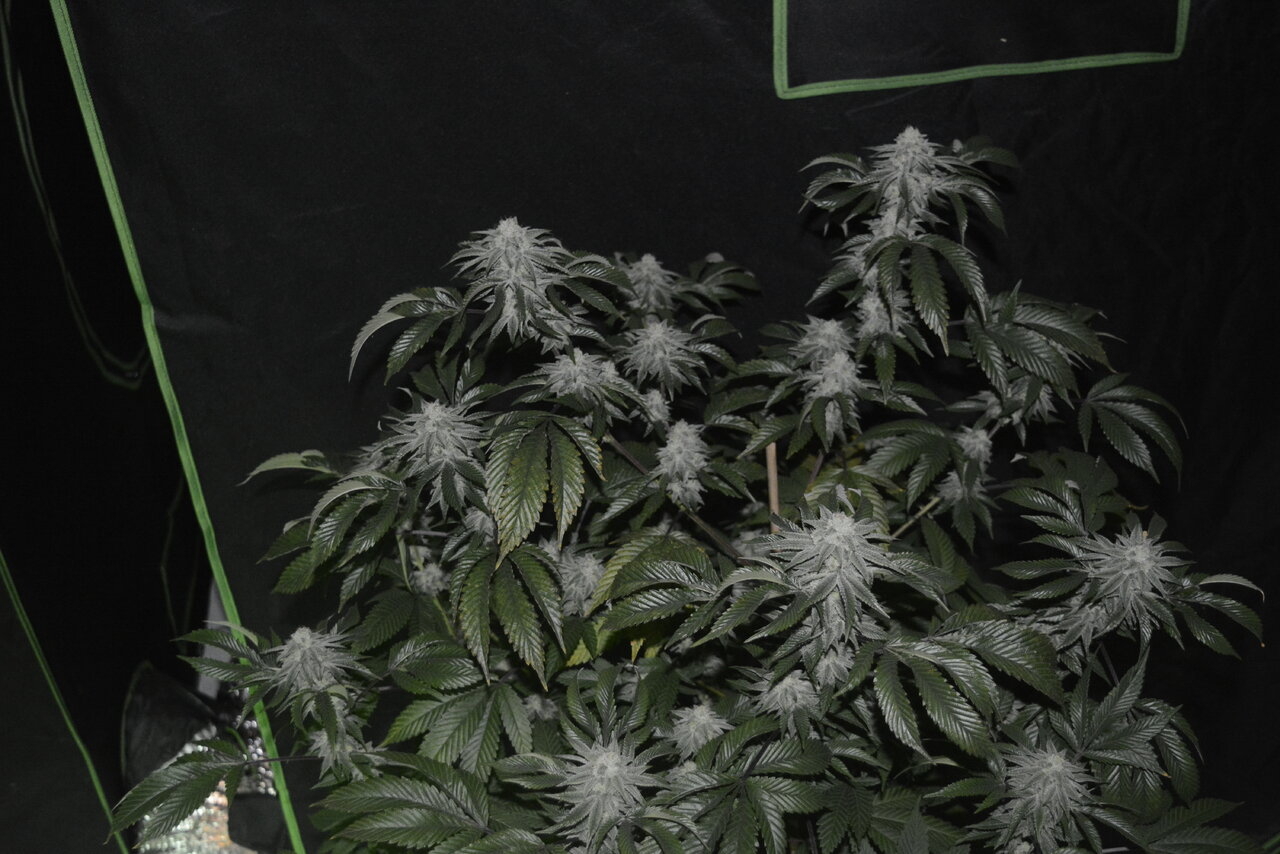 011320 Gorilla Glue #4 Flip Day 44 10.JPG