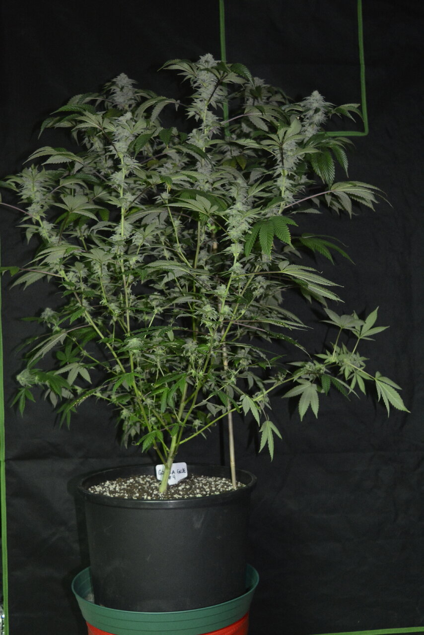 011320 Gorilla Glue #4 Flip Day 44 4.JPG