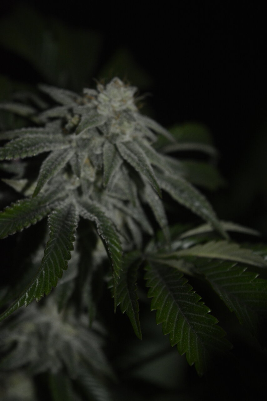 011320 Gorilla Glue #4 Flip Day 44 8.JPG