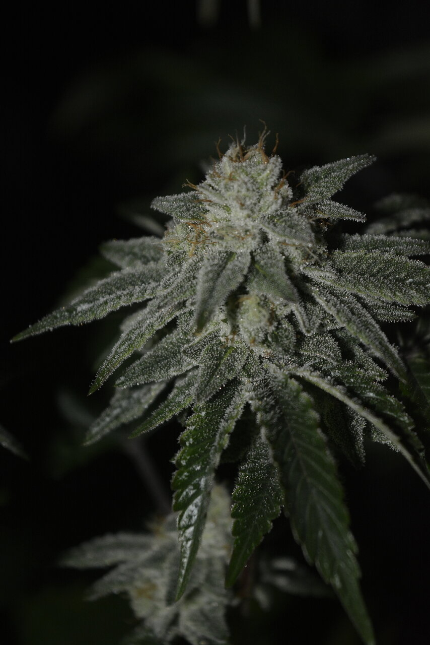 011320 Gorilla Glue #4 Flip Day 44 9.JPG