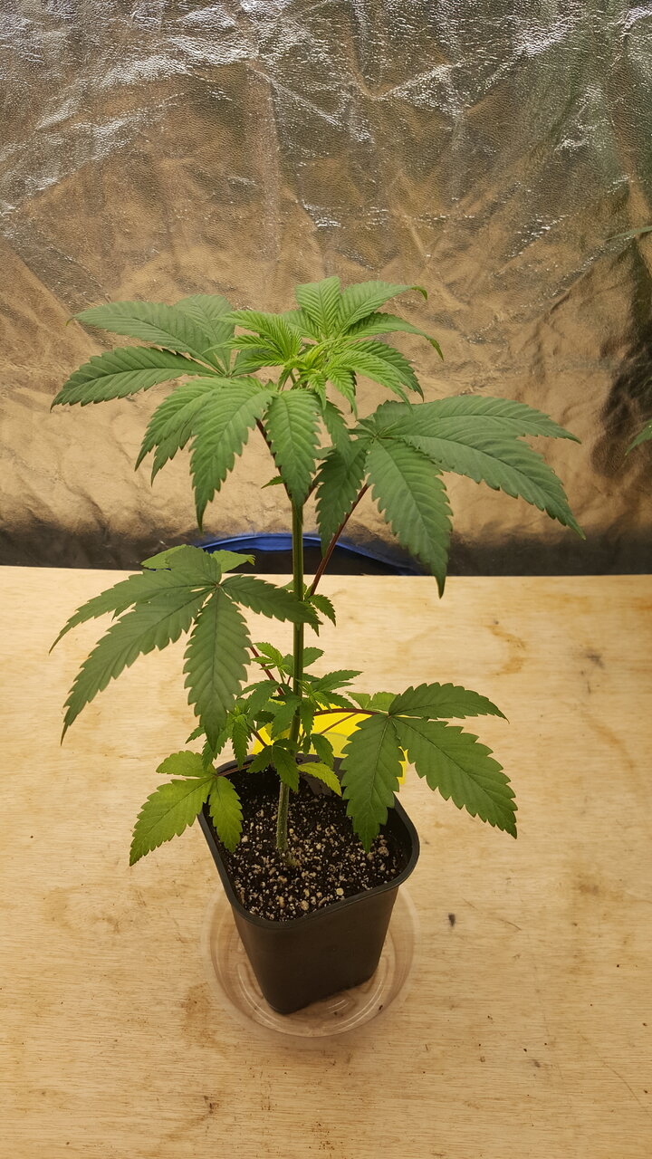 011520 GDP 1 Veg Day 27 1.jpg