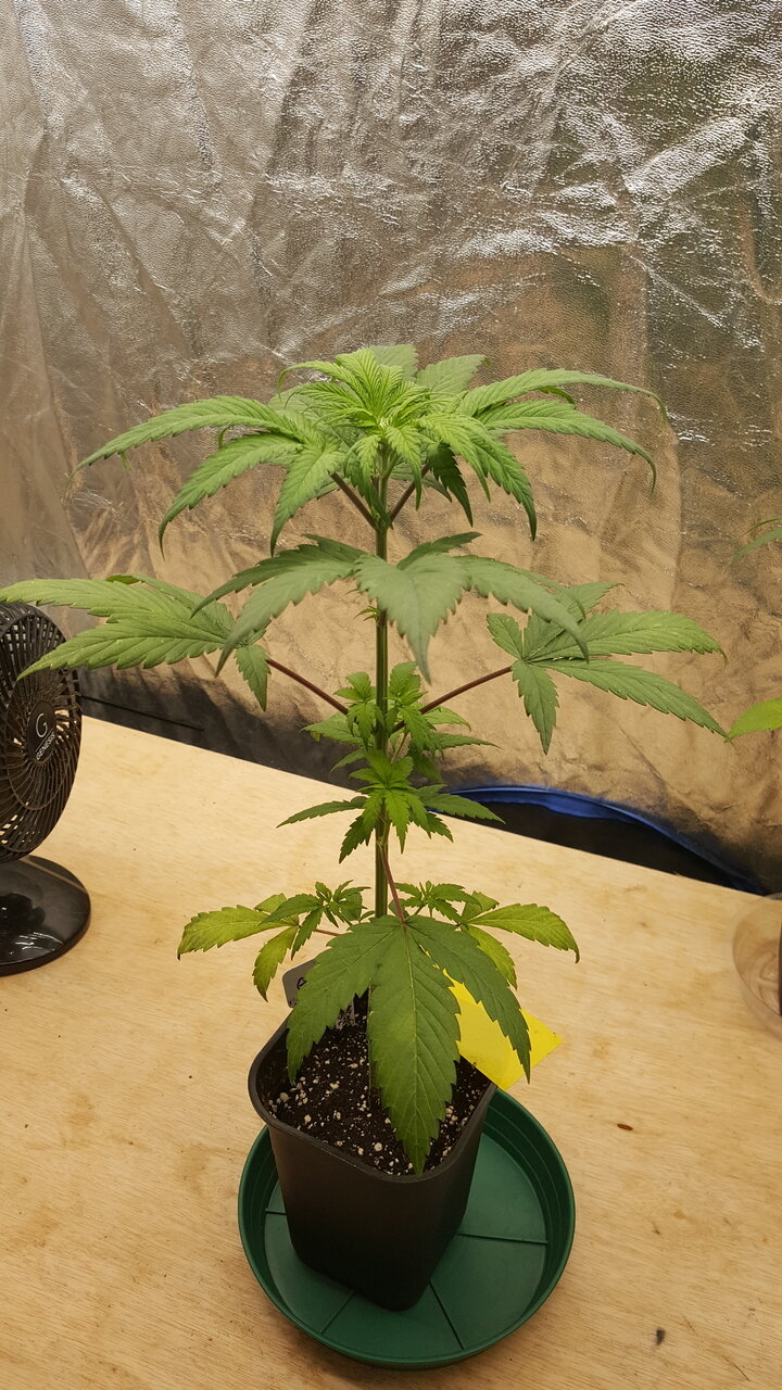 011520 GDP 1 Veg Day 27 2.jpg