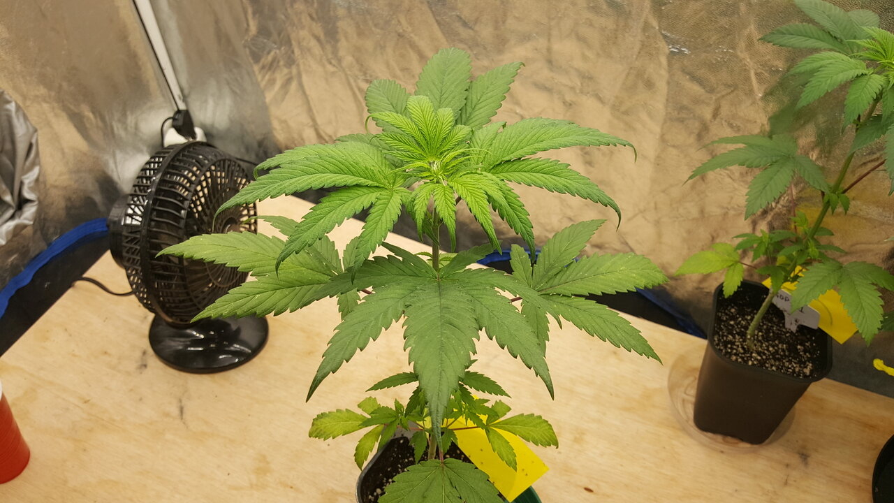 011520 GDP 2 Veg Day 27 1.jpg