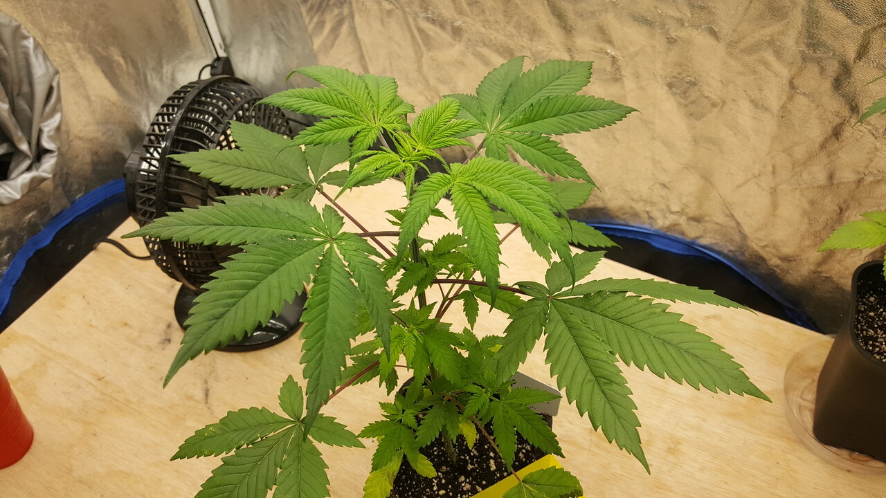 011520 GDP 2 Veg Day 27 2.jpg