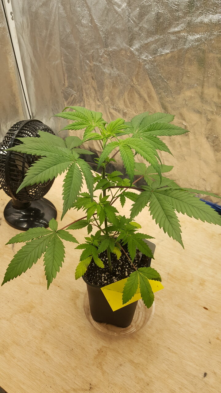 011520 GDP 3 Veg Day 27 1.jpg