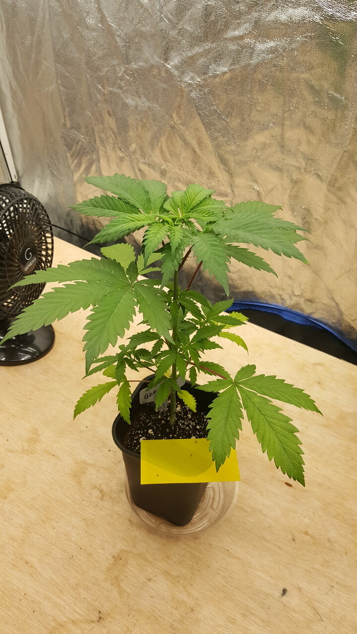 011520 GDP 4 Veg Day 27 1.jpg