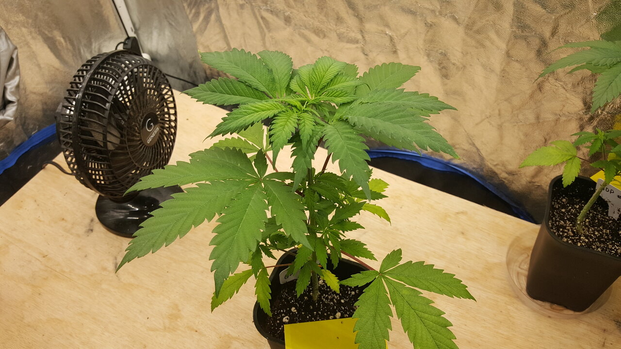 011520 GDP 4 Veg Day 27 2.jpg