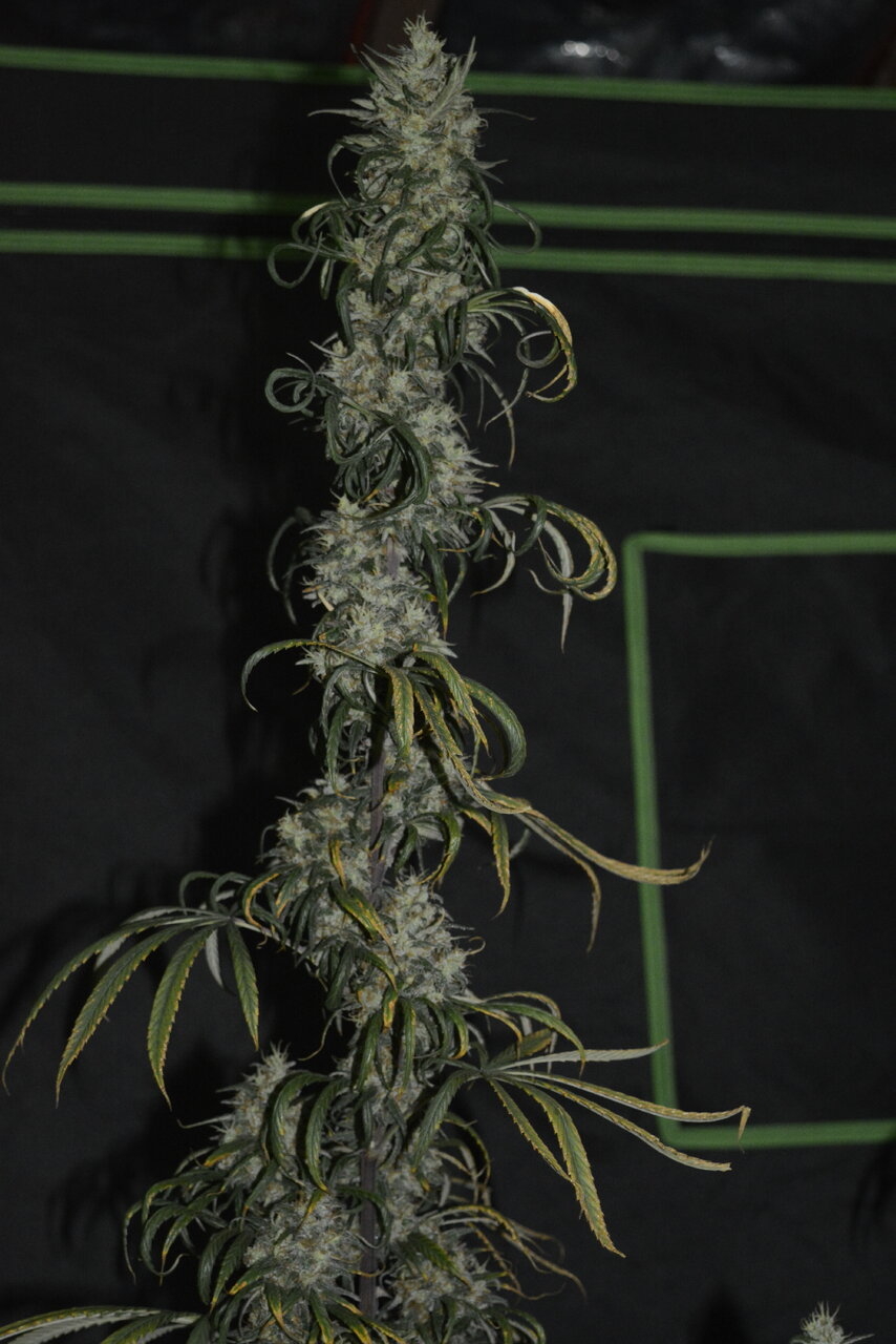 012120 Panama Haze Flip Day 97 4.JPG