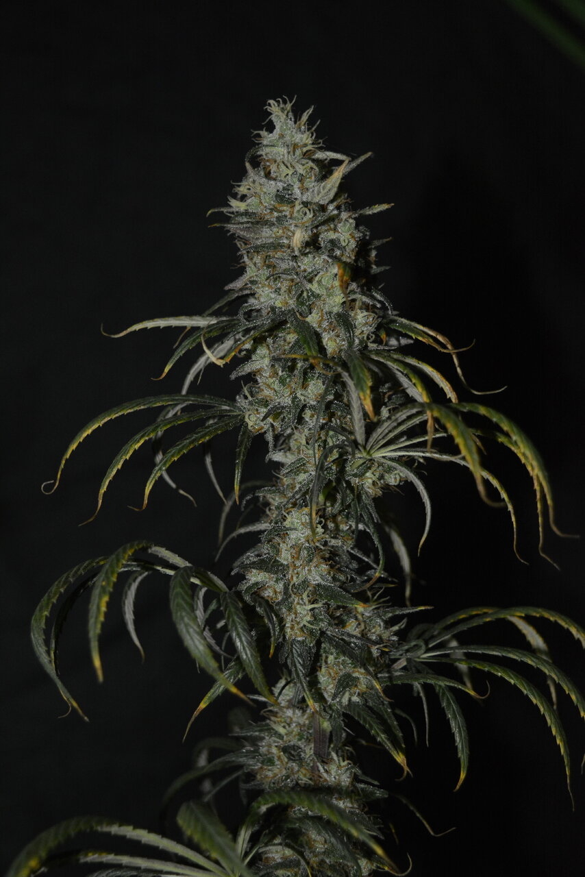 012120 Panama Haze Flip Day 97 6.JPG