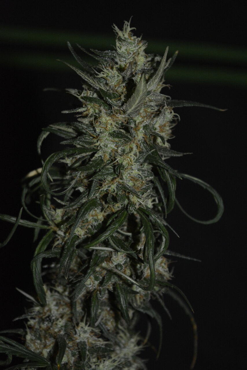 012120 Panama Haze Flip Day 97 8.JPG