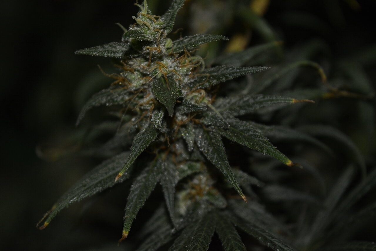 012120 Panama Haze Flip Day 97 9.JPG