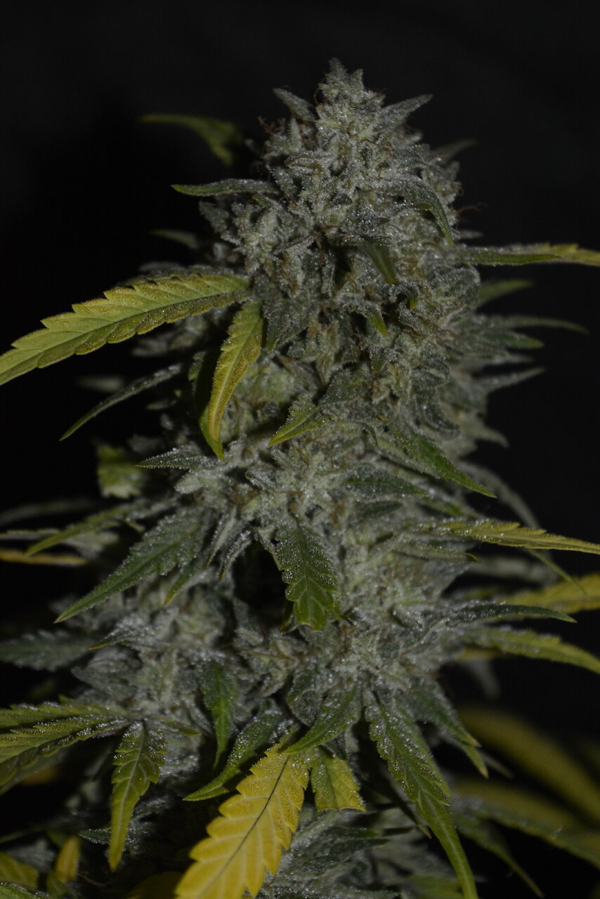 012120 Zkittlez Flower 7.JPG