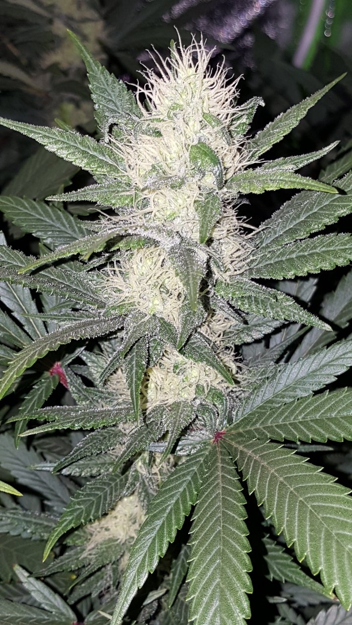 012319 Amherst Sour Diesel Flip Day 30 1.jpg