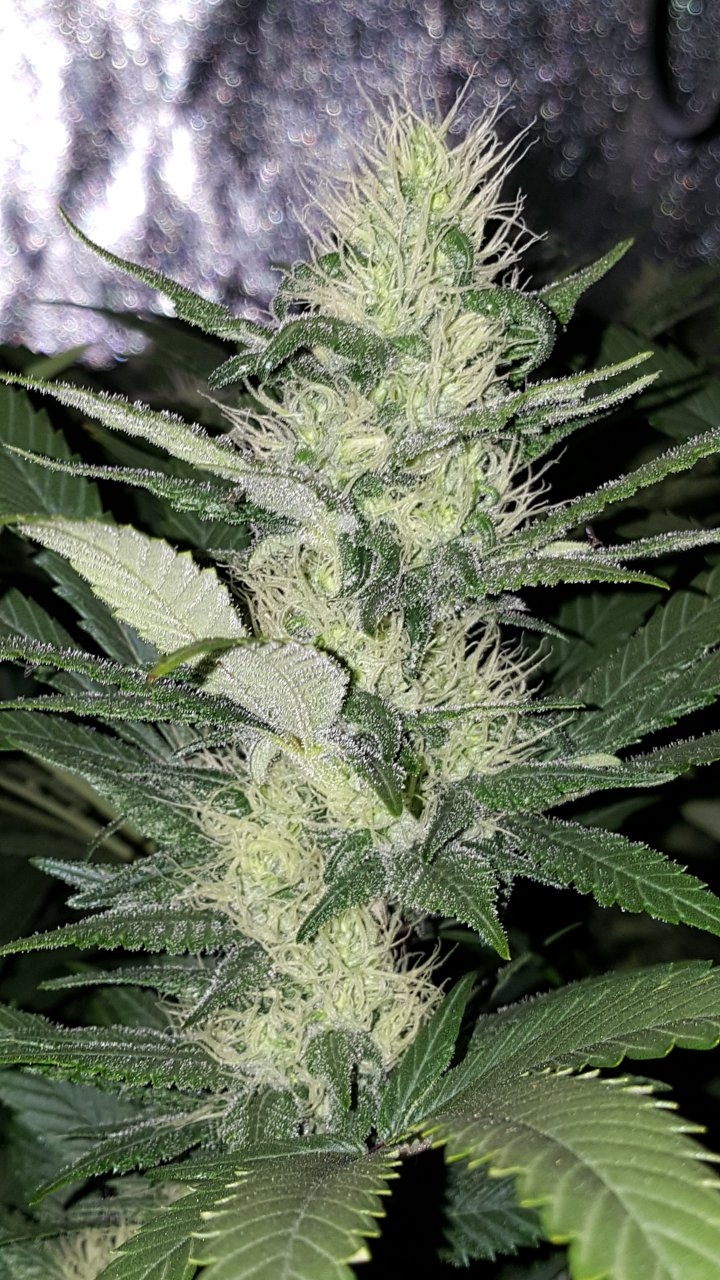 012319 Amherst Sour Diesel Flip Day 30 2.jpg