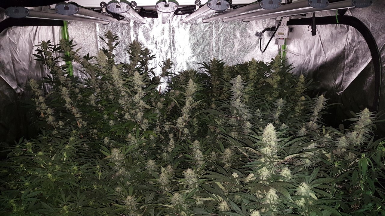 012319 Flower Tent Day 30 1.jpg