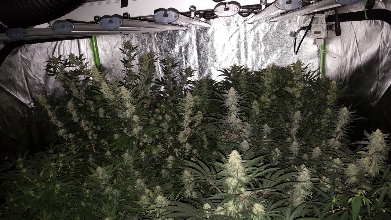 012319 Flower Tent Day 30 2.jpg