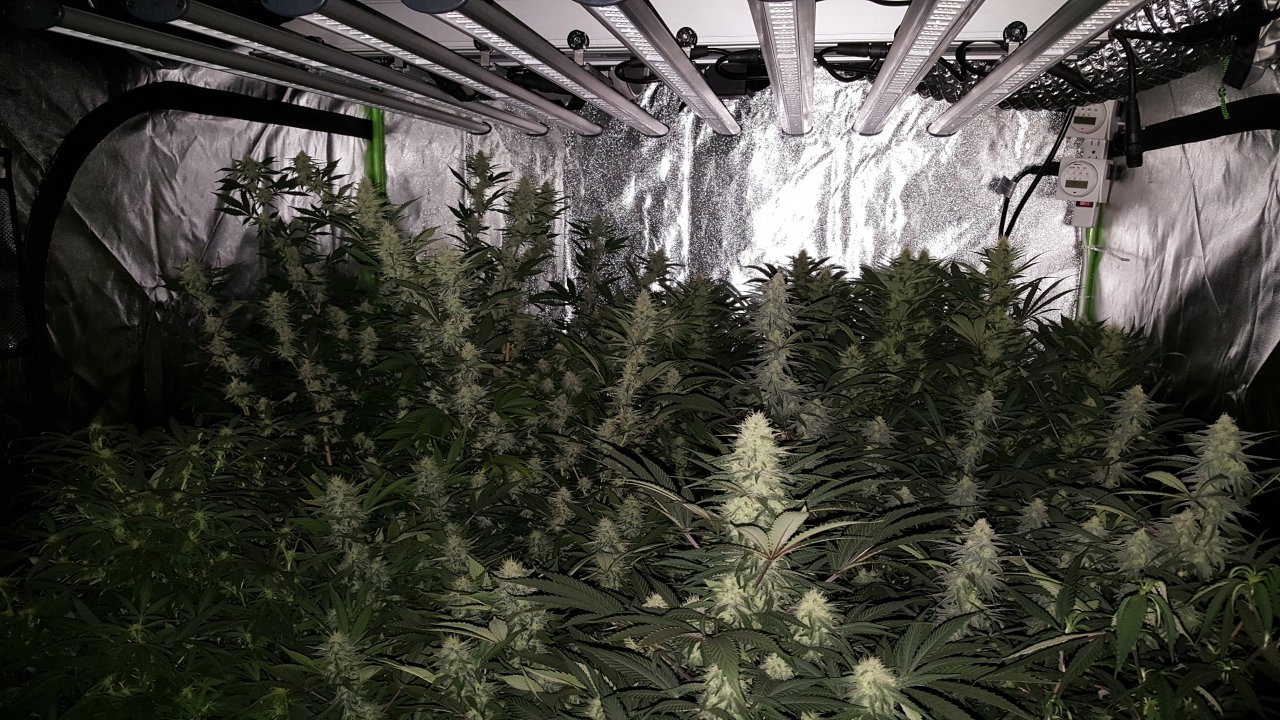 012319 Flower Tent Day 30 3.jpg