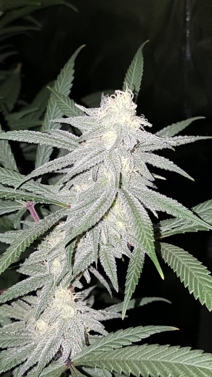 012319 Hindu Kush Flip 1.2.1 Day 30 2.jpg