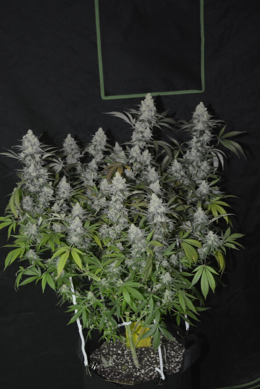 012420 Afghani #1 Flip Day 55 1.JPG