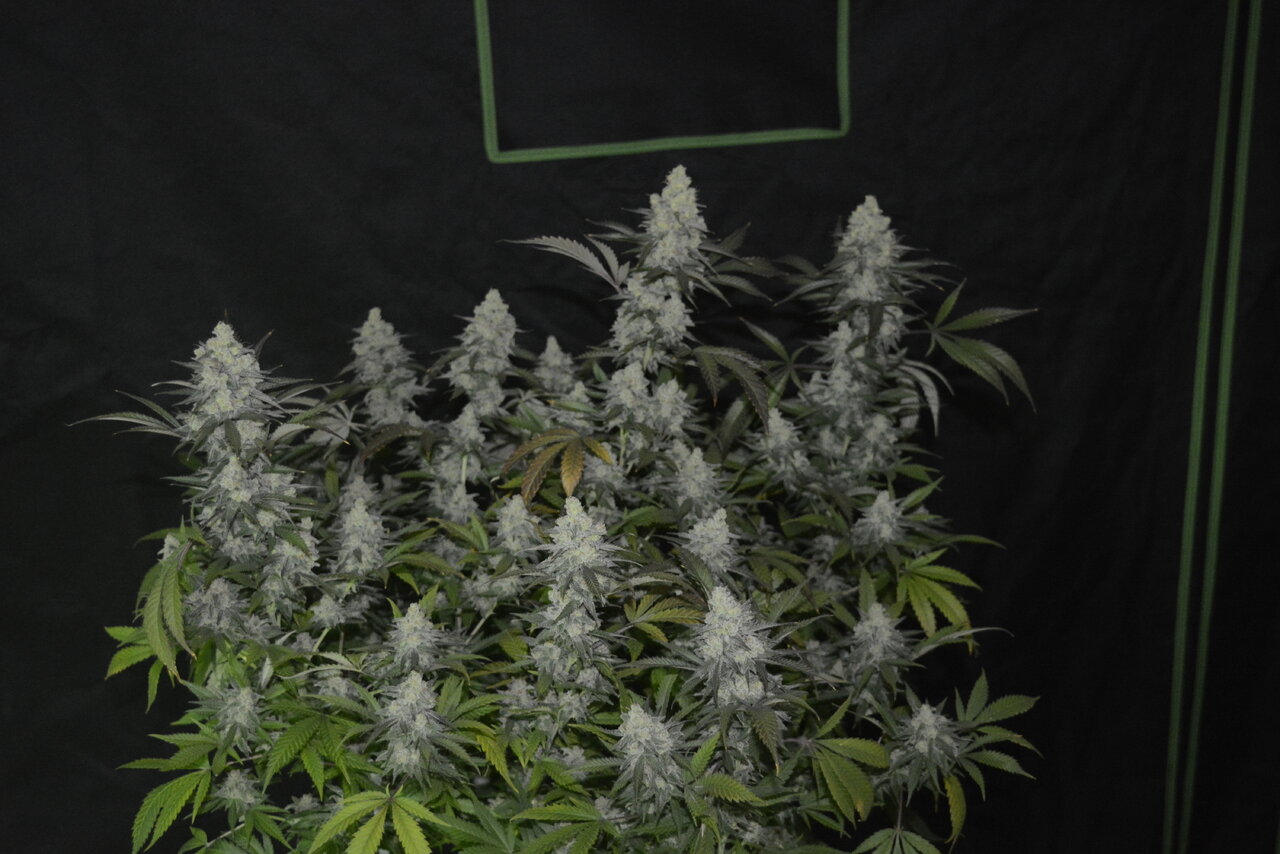 012420 Afghani #1 Flip Day 55 2.JPG