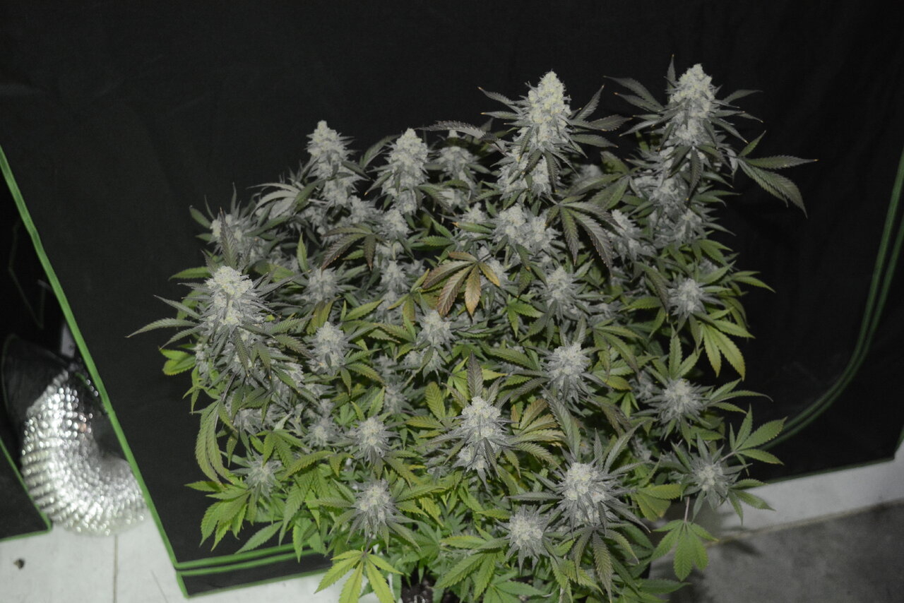 012420 Afghani #1 Flip Day 55 3.JPG