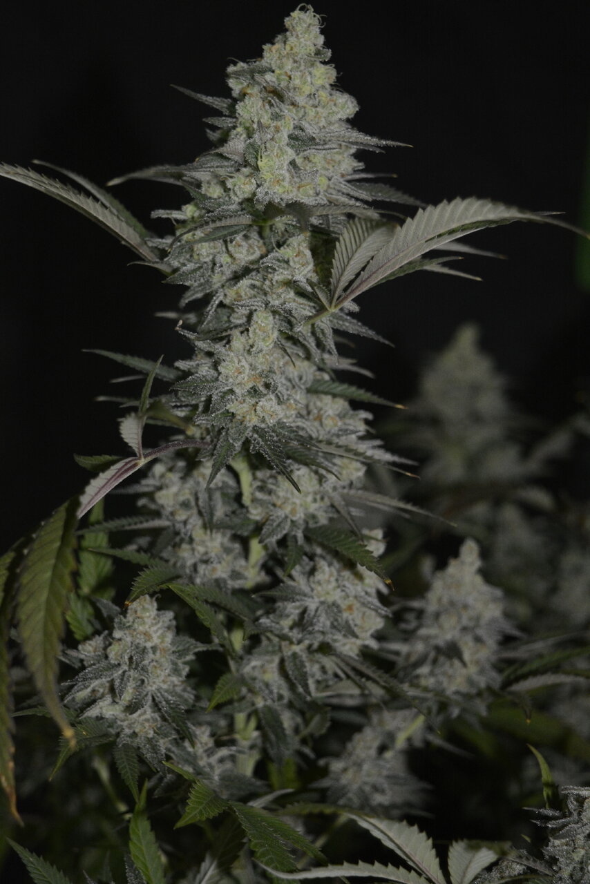 012420 Afghani #1 Flip Day 55 4.JPG