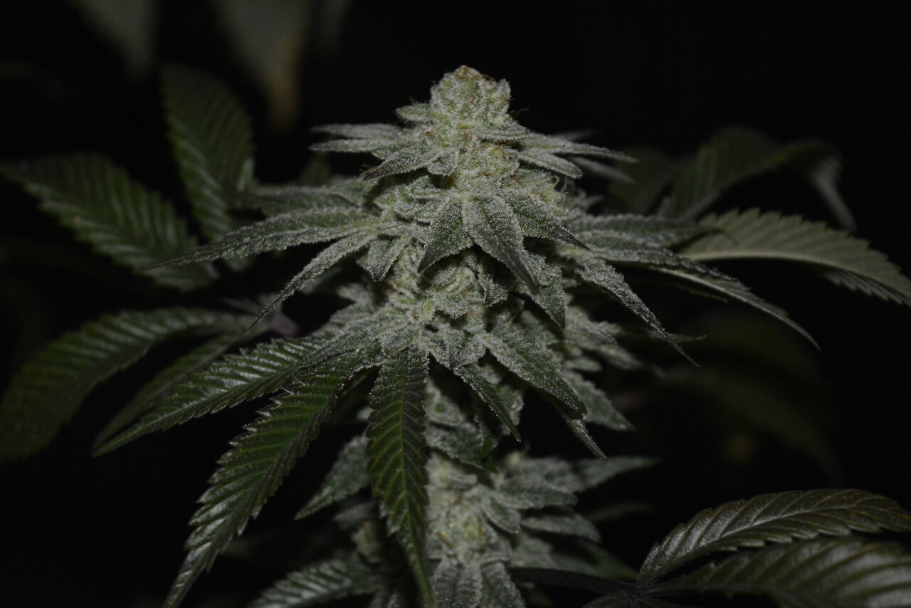 012420 Gorilla Glue #4 Flip Day 55 10.JPG