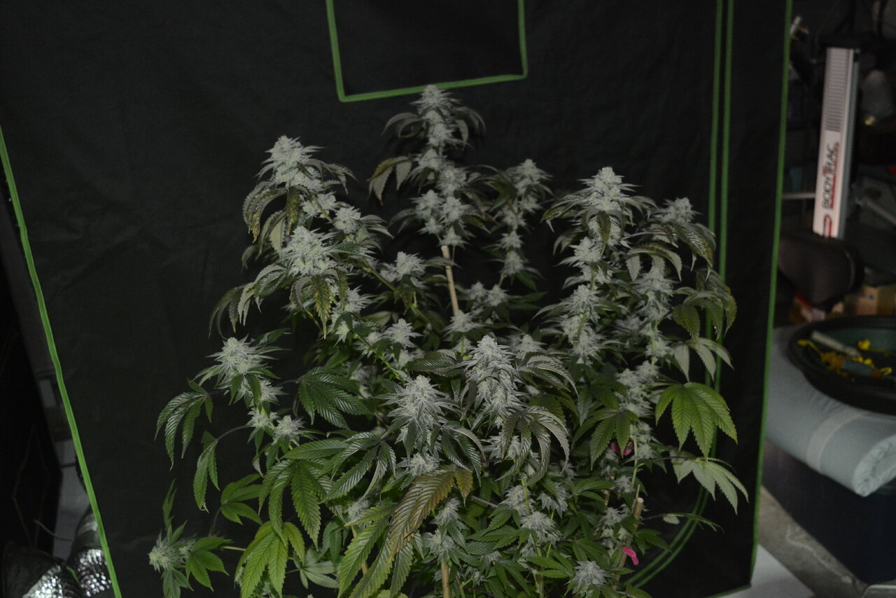 012420 Gorilla Glue #4 Flip Day 55 2.JPG