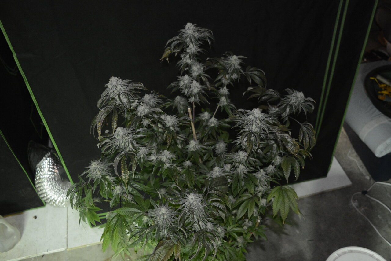 012420 Gorilla Glue #4 Flip Day 55 3.JPG