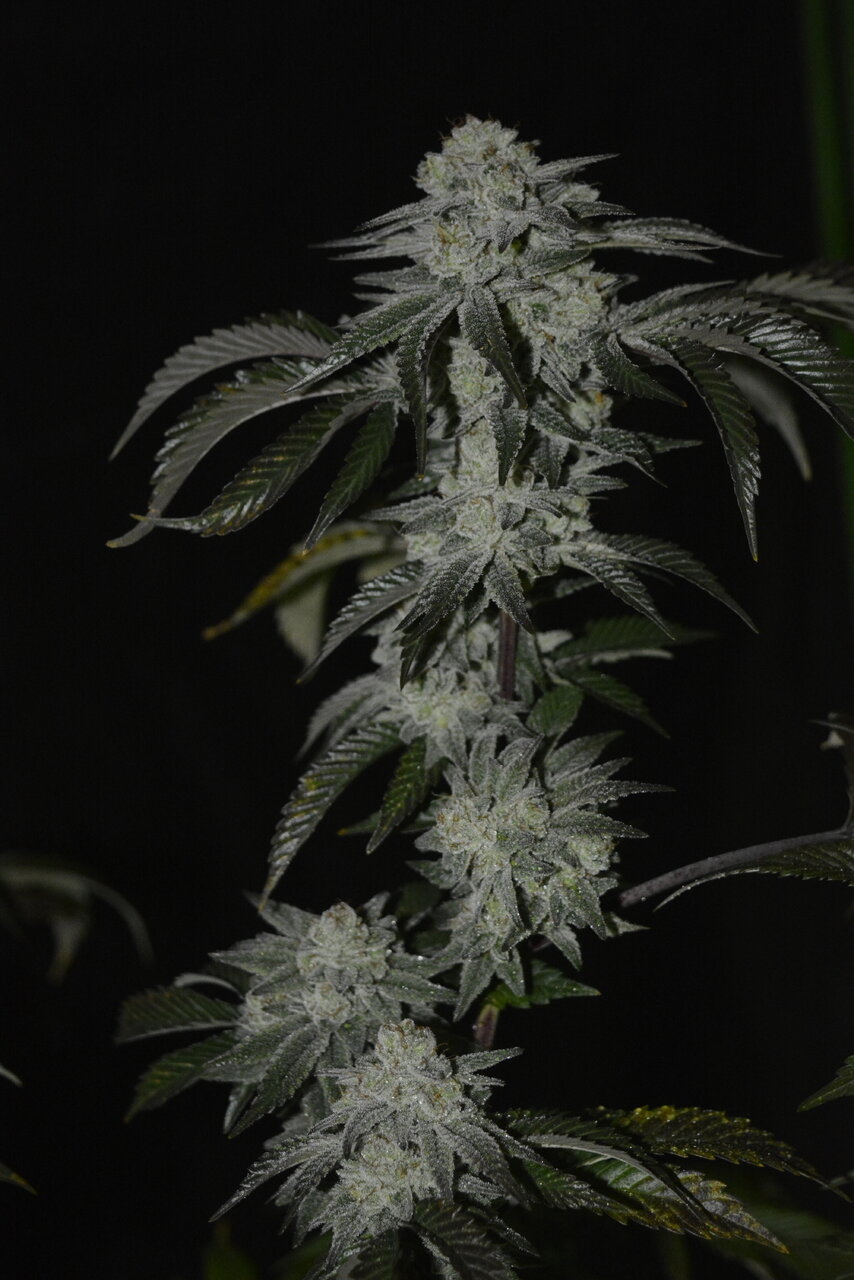 012420 Gorilla Glue #4 Flip Day 55 4.JPG