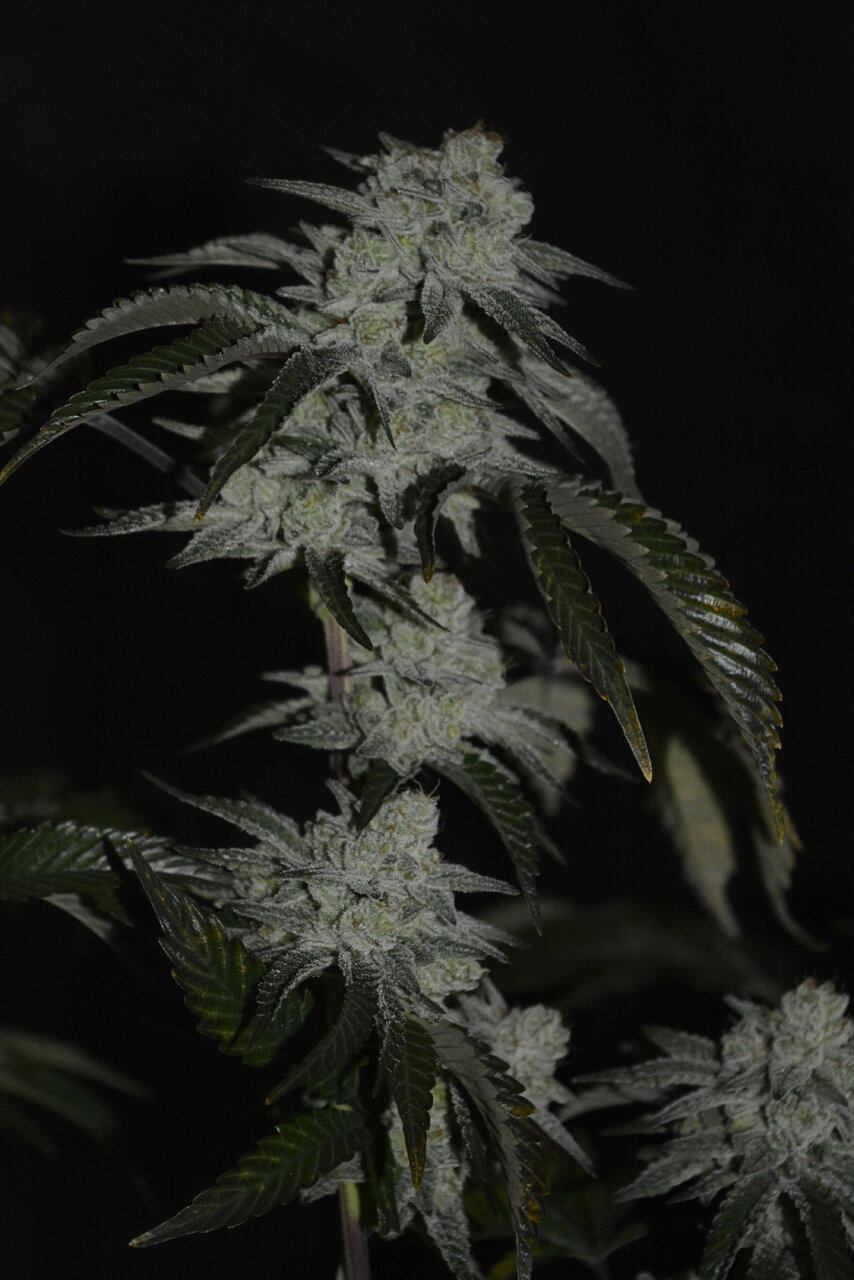 012420 Gorilla Glue #4 Flip Day 55 5.JPG