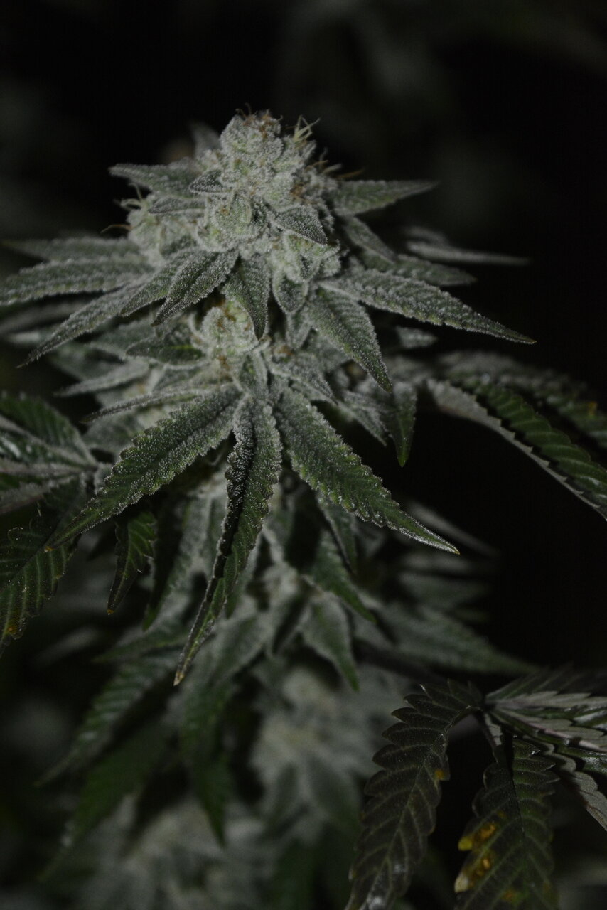 012420 Gorilla Glue #4 Flip Day 55 6.JPG