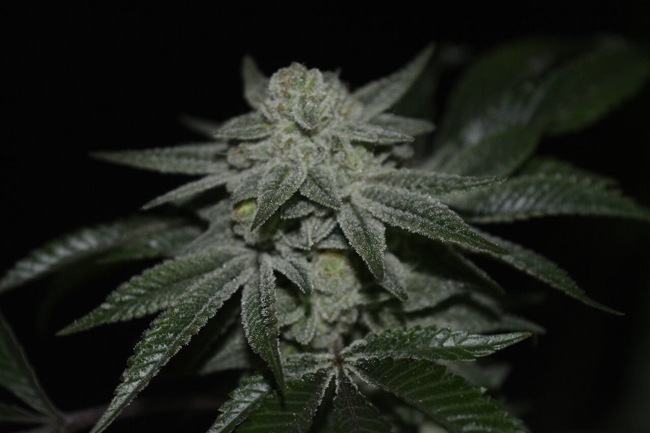 012420 Gorilla Glue #4 Flip Day 55 7.JPG