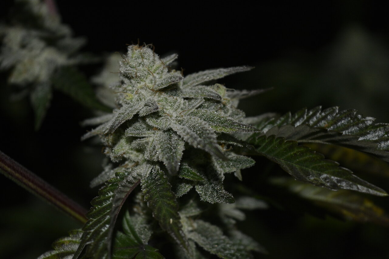 012420 Gorilla Glue #4 Flip Day 55 8.JPG