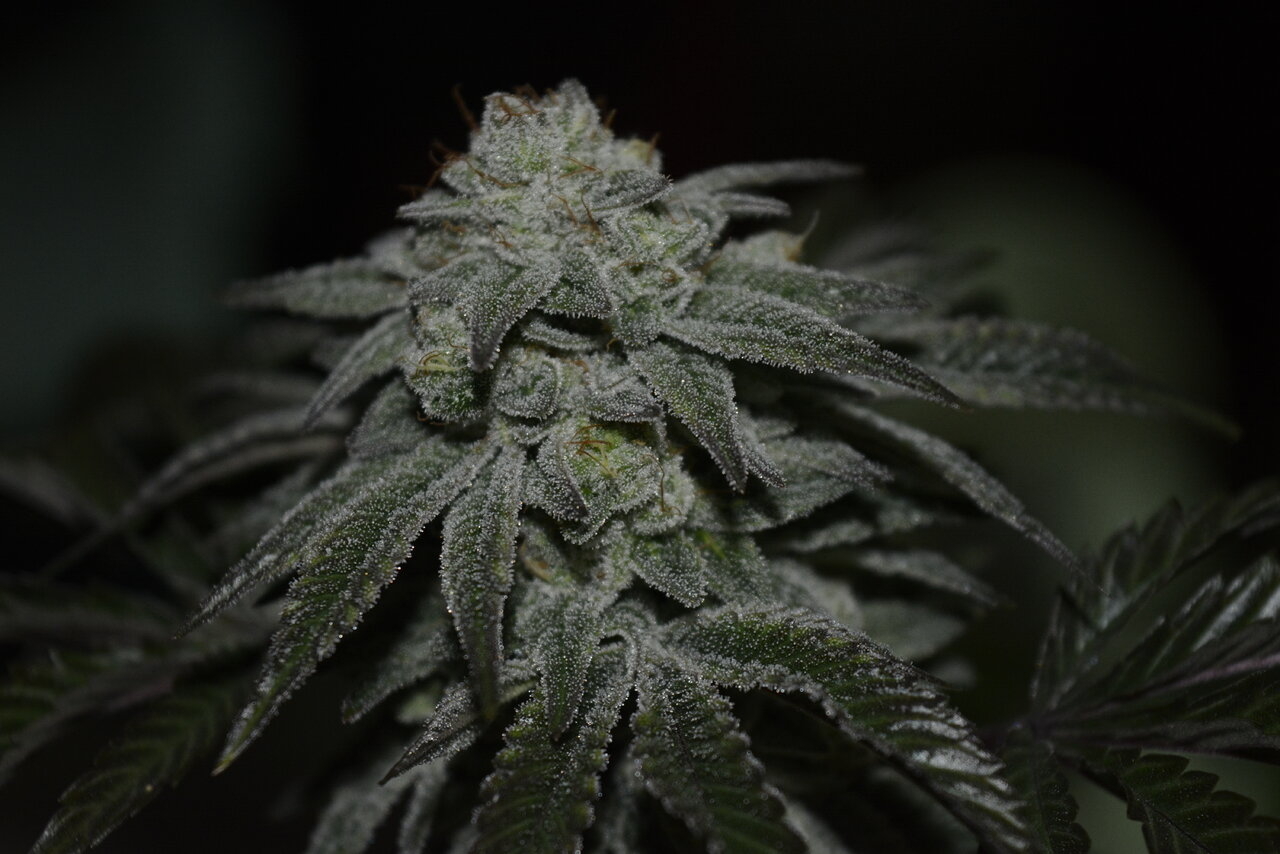 012420 Gorilla Glue #4 Flip Day 55 9.JPG