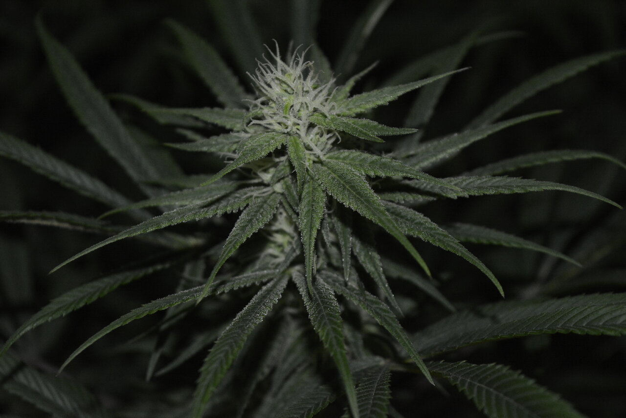 012420 Purple Orange CBD Flip Day 36 10.JPG