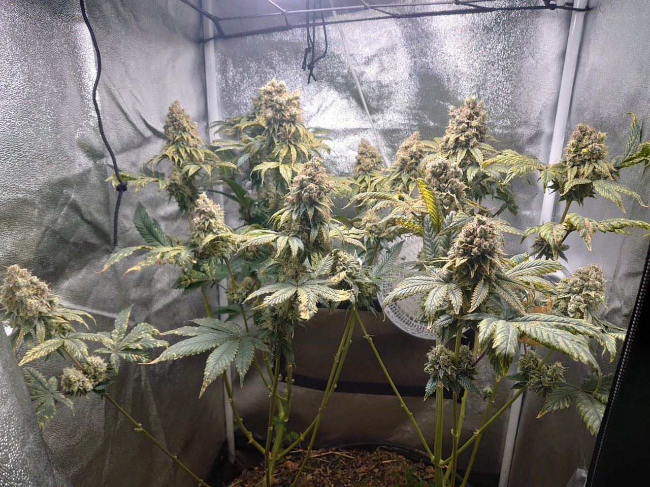 0126-ViparSpecta-P1000--15 week- harvest time.jpg