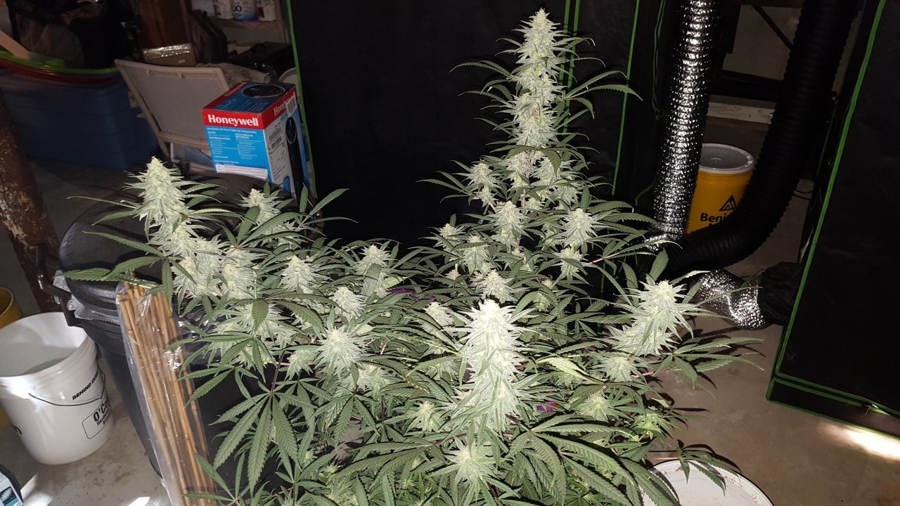 012719 Hindu Kush 1.2.1 Flip Day 34 1.jpg