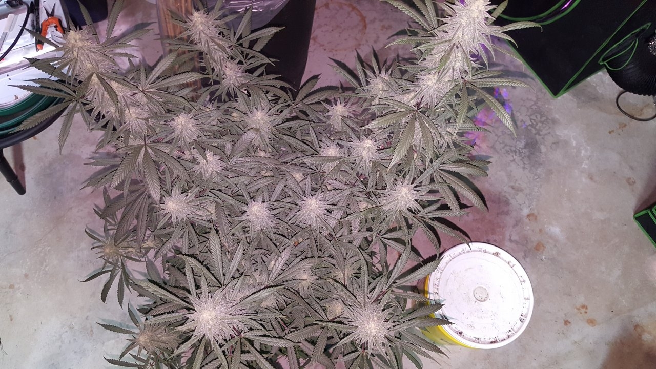 012719 Hindu Kush 1.2.1 Flip Day 34 2.jpg