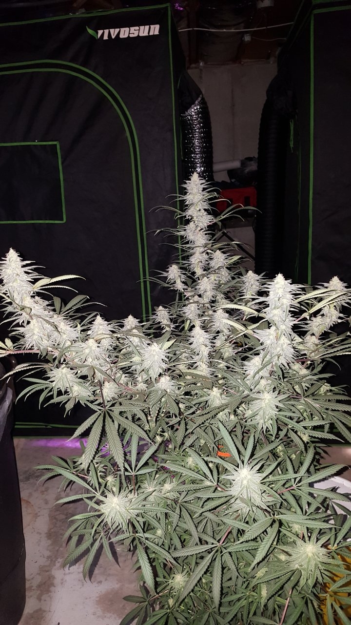 012719 Hindu Kush 1.2.1 Flip Day 34 3.jpg