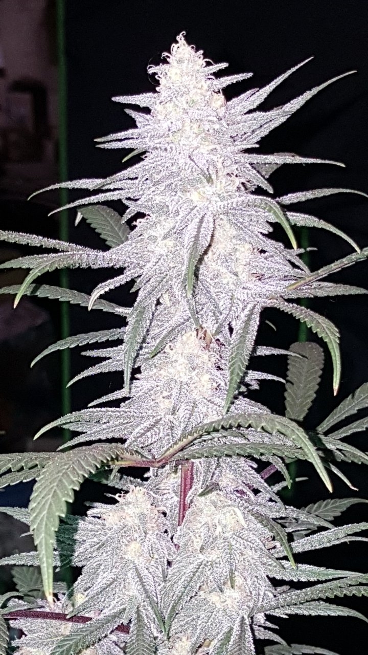 012719 Hindu Kush 1.2.1 Flip Day 34 5.jpg