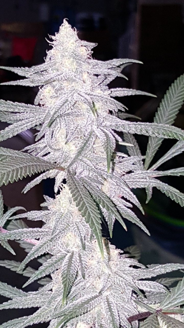 012719 Hindu Kush 1.2.1 Flip Day 34 6.jpg