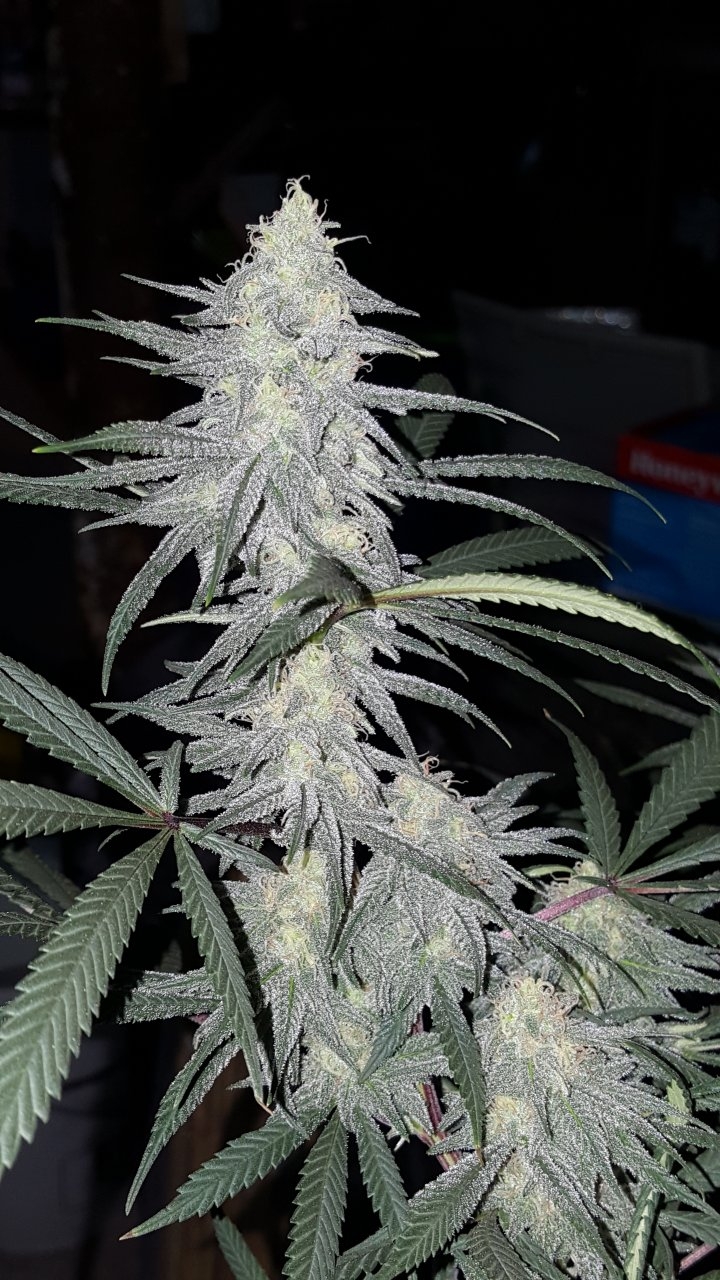 012719 Hindu Kush 1.2.1 Flip Day 34 7.jpg