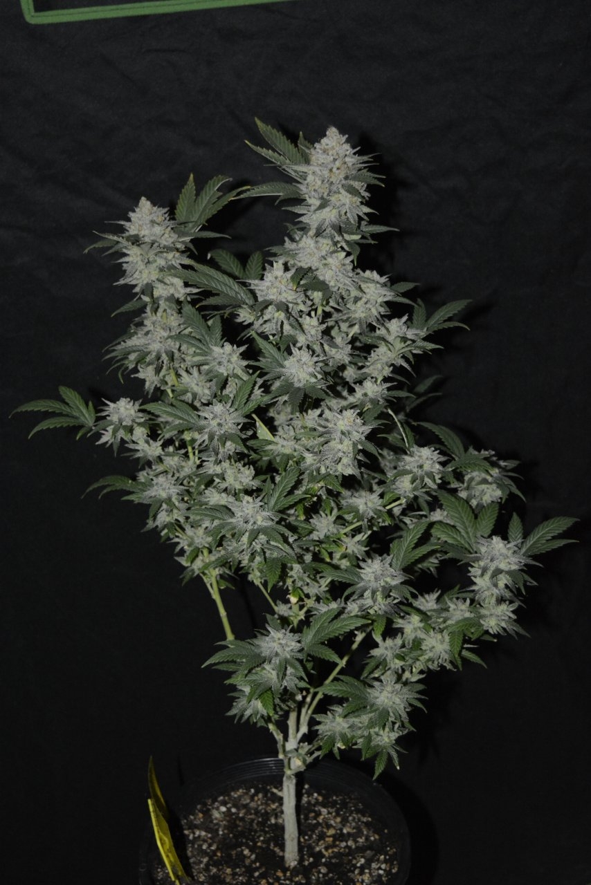 012721 Super Lemon Haze Flip Day 70 1.JPG