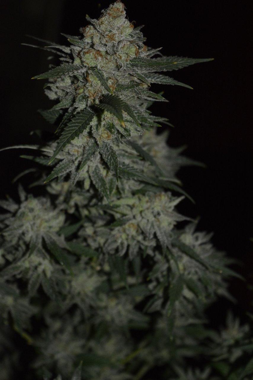 012721 Super Lemon Haze Flip Day 70 10.JPG