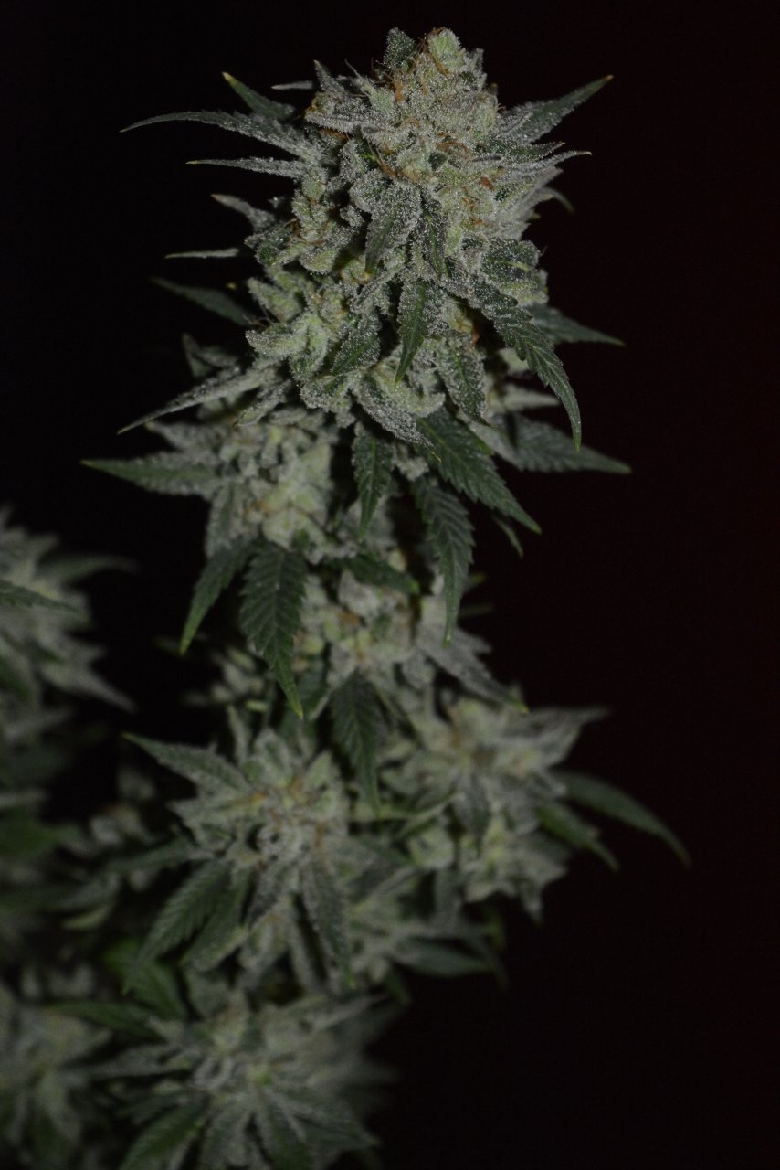 012721 Super Lemon Haze Flip Day 70 11.JPG