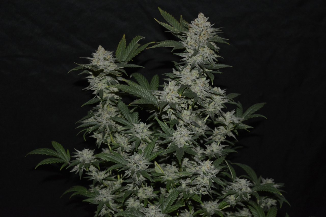 012721 Super Lemon Haze Flip Day 70 2.JPG