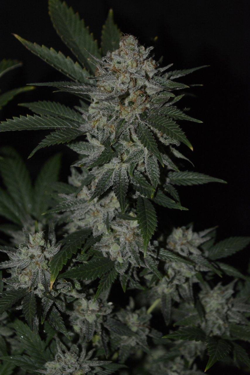 012721 Super Lemon Haze Flip Day 70 3.JPG