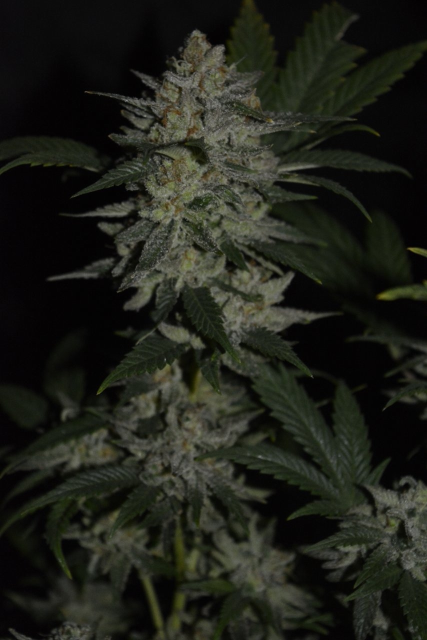 012721 Super Lemon Haze Flip Day 70 4.JPG