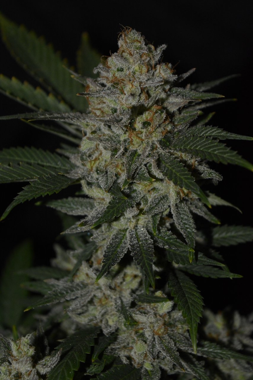 012721 Super Lemon Haze Flip Day 70 6.JPG